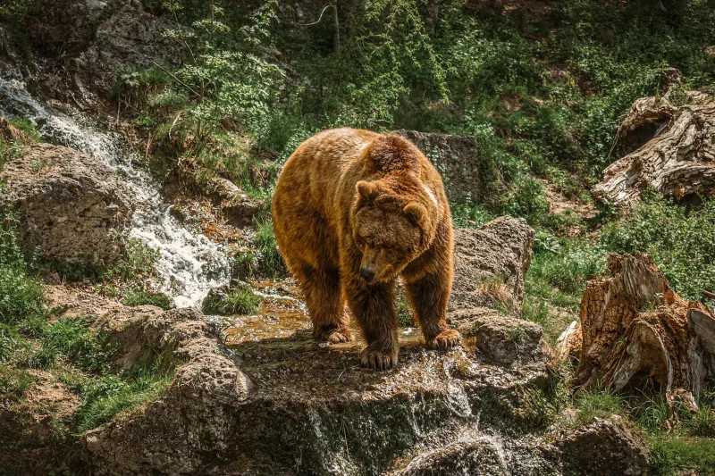 Die Kapitäns-Frage: Warum die Wahl des Anführers über Wohl und Wehe eines Bundesliga-Transfers entscheidet